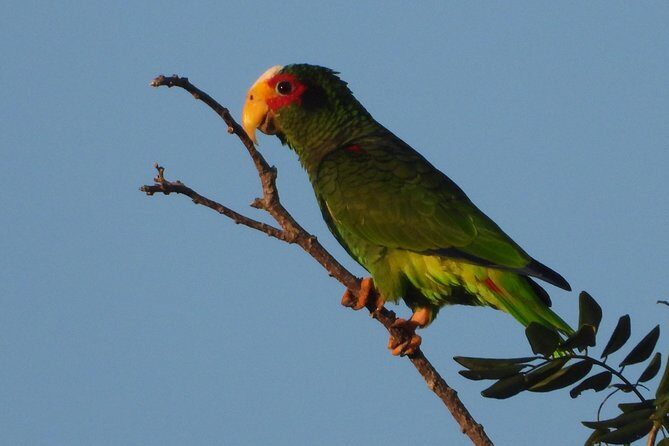 Birds of the Mayan World 1 - Exploring the Trails of Puerto Morelos