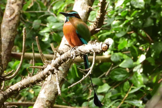 Birds of the Mayan World 1 - Who Should Consider This Tour?