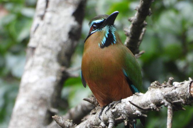 Birds of the Mayan World 1 - FAQ