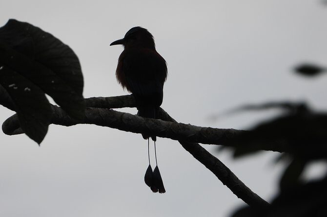 Birds of the Mayan World 2 / Route of the cenotes - Exploring the Trail of the Cenotes and Birdlife in Cancun