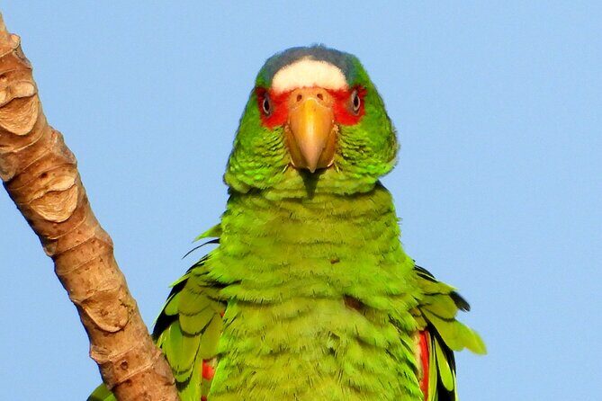 Birds of the Mayan World 3 - The Birdwatching Focus