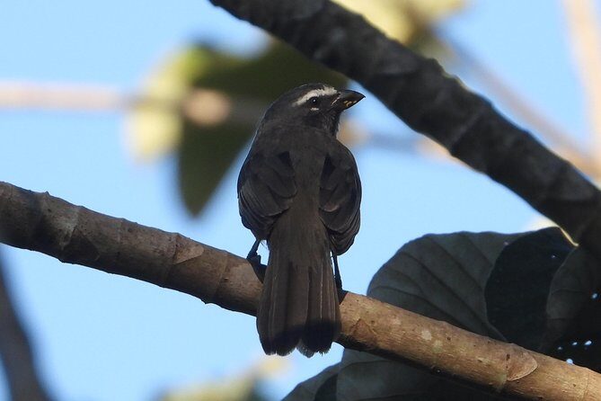 Birds of the Mayan World 3 - Environmental and Cultural Significance