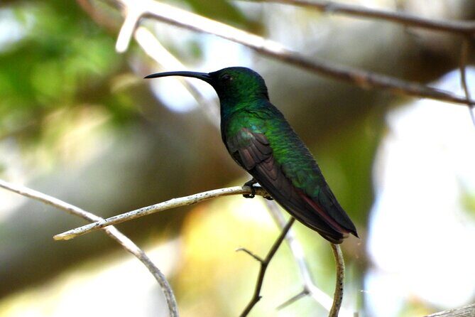 Birds of the Mayan World 3 - Review Highlights and Authentic Perspectives