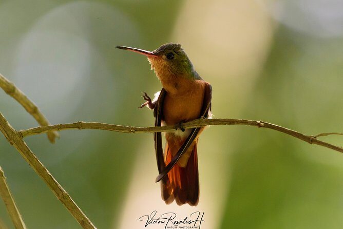Birdwatching at The Mayan Cities with certified guide - Key Points