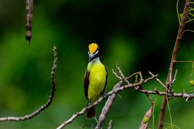 Birdwatching at The Mayan Cities with certified guide - The Value of a Certified Guide