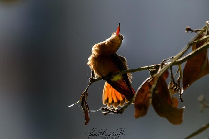 Birdwatching at The Mayan Cities with certified guide - The Practical Side: Logistics & Value