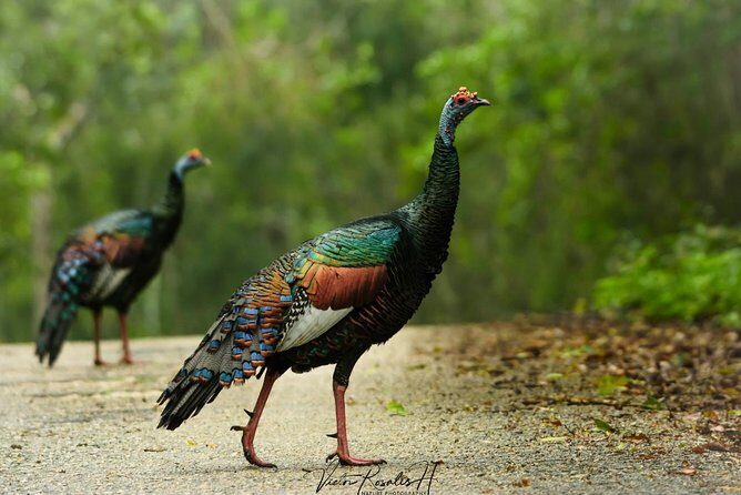 Birdwatching at The Mayan Cities with certified guide - The Sum Up: Who Will Love This Tour?