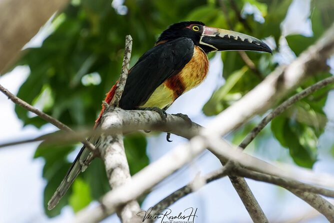Birdwatching at The Mayan Cities with certified guide - FAQ