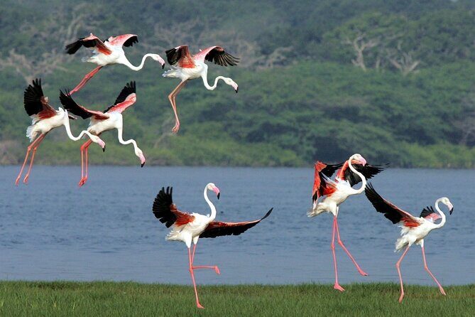 Birdwatching by Boat at Kalametiya Sanctuary - Discover the Birdwatching by Boat at Kalametiya Sanctuary