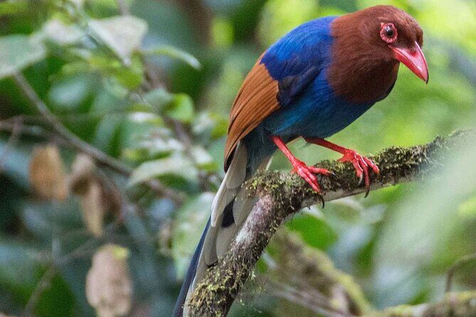 Birdwatching by Boat at Kalametiya Sanctuary - The Sum Up