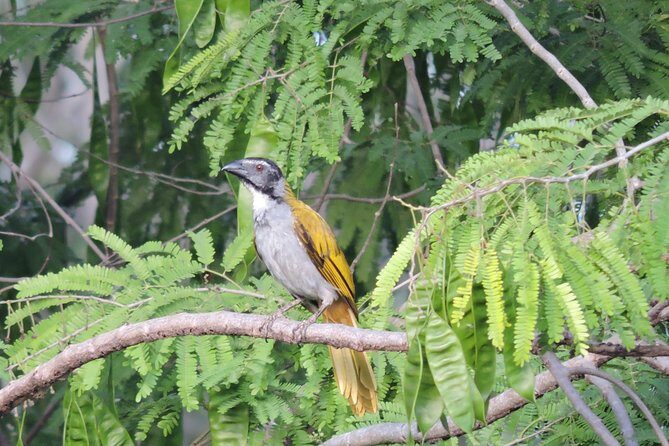 Birdwatching Cancun - Exploring the Itinerary and Experience in Detail