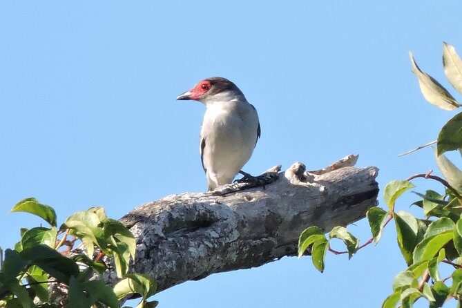 Birdwatching Cancun - The Sum Up: Is It Worth It?