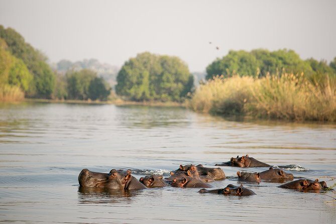 Birdwatching Cruise in Zambezi River with Breakfast - Overview of the Birdwatching Cruise Experience