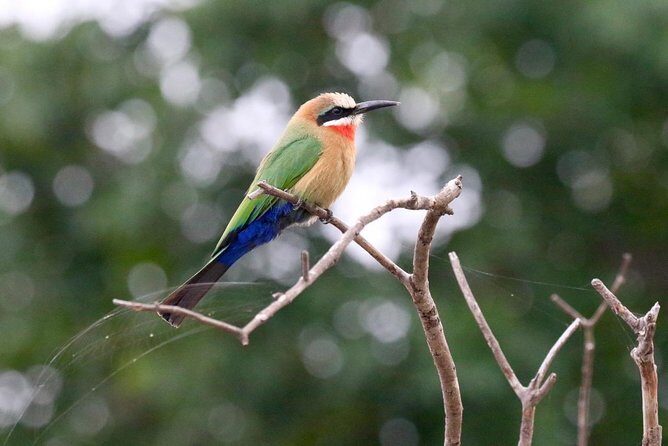 Birdwatching Cruise in Zambezi River with Breakfast - The Sum Up