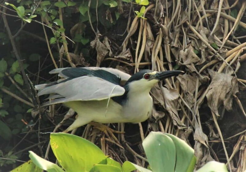 Birdwatching & Discovery Tour in Pearaing Biodiversity - Introduction: A Nature Escape Close to Siem Reap
