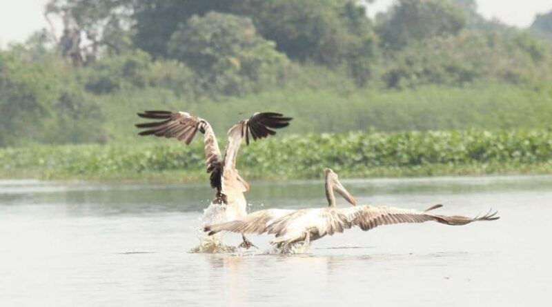 Birdwatching & Discovery Tour in Pearaing Biodiversity - Exploring the Itinerary: What’s Included?
