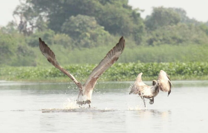 Birdwatching & Discovery Tour in Pearaing Biodiversity - The Final Word: Who Will Love This Tour?