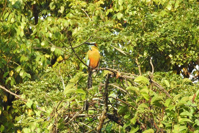 Birdwatching Playa del Carmen - Why This Tour Offers Great Value