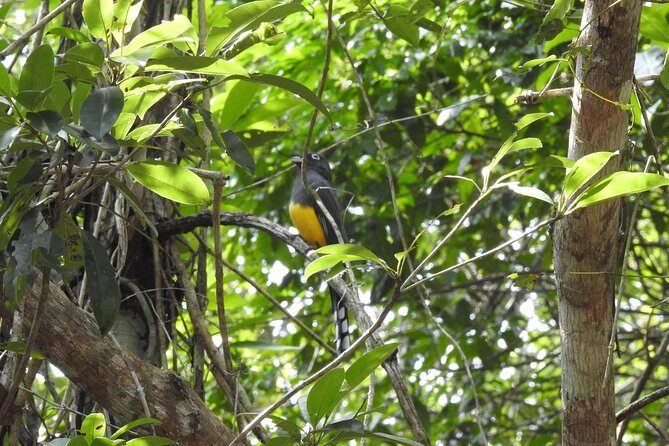 Birdwatching Playa del Carmen - The Sum Up