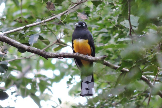 Birdwatching Playa del Carmen - FAQs