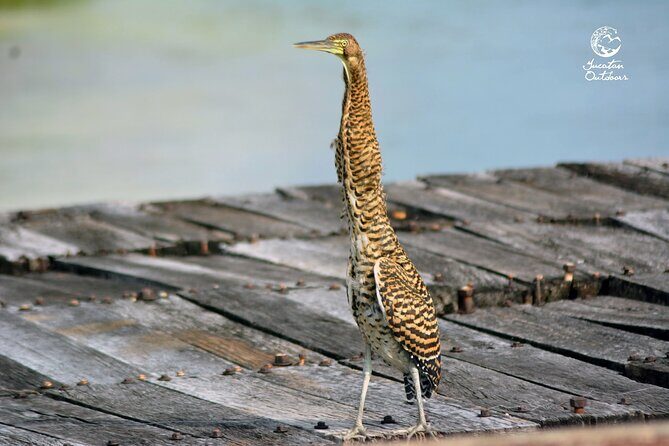 Birdwatching Sian Ka'an Biosphere Reserve - The Sum Up: Who Will Love This Tour?