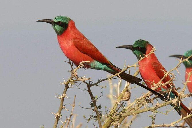 Birdwatching tours - Key Points