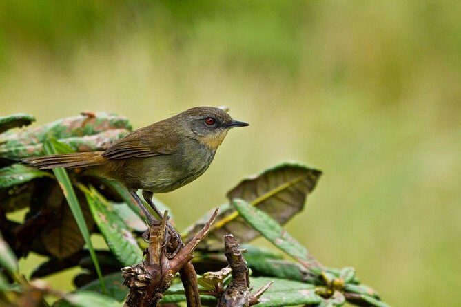 Birdwatching Walk in Thalangama Wetland from Colombo - Frequently Asked Questions
