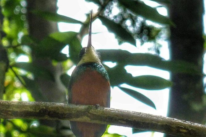 Birdwatching, Waterfall, Rainforest and Island Nature Tours - The Rainforest Experience