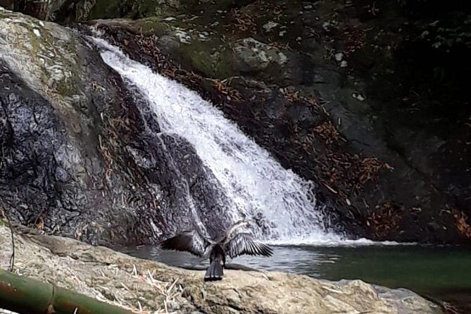 Birdwatching, Waterfall, Rainforest and Island Nature Tours - Transportation and Group Size