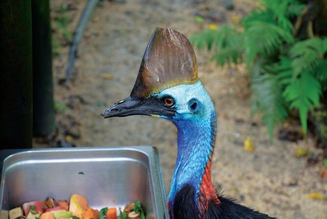 Birdworld Kuranda Entry Ticket - The Sum Up: Why Visit Birdworld Kuranda?
