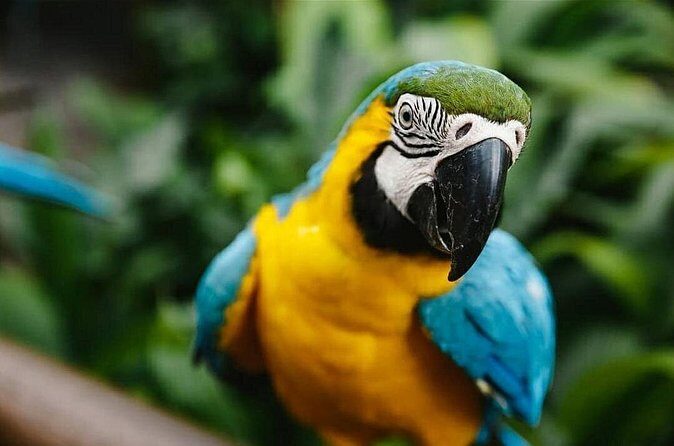 Birdworld Kuranda Entry Ticket - FAQs
