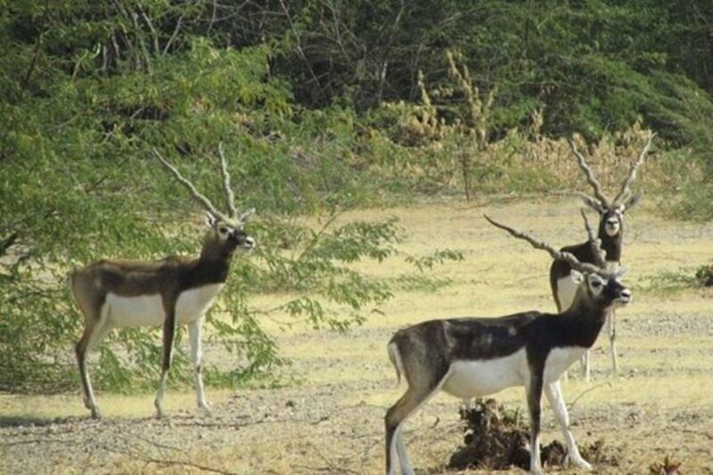 Bishnoi Village Safari Private Half Day Tour - Discover the Bishnoi Village Safari: An Authentic Half-Day Experience from Jodhpur