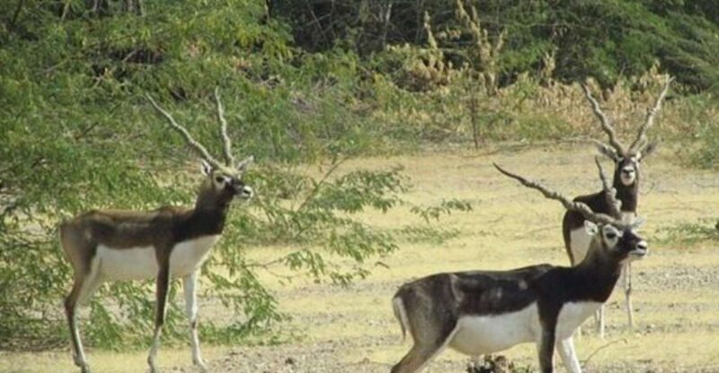 Bishnoi Village Safari Private Half Day Tour - The Practical Side: What to Know Before You Go
