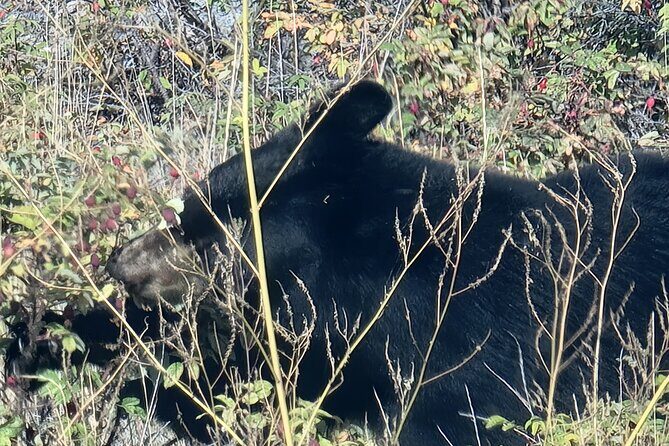 Bison Highway Road Tour - Authentic Wildlife Encounters and Practical Aspects