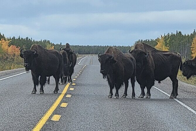Bison Highway Road Tour - FAQs
