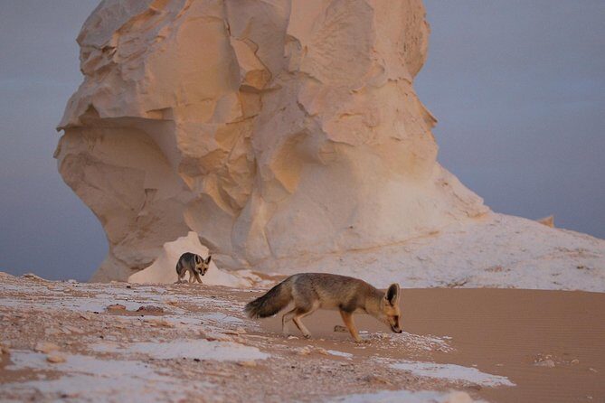 Black and White Desert and Bahariya Oasis Tour 2 Days 1 Night - An In-Depth Look at the Itinerary