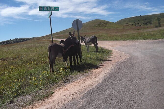 Black Hills Custom Private Day Tour - Final Thoughts: Is It Worth It?