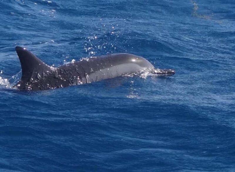 Black River: Swim with Dolphin Speed Boat Tour with lunch - Key Points