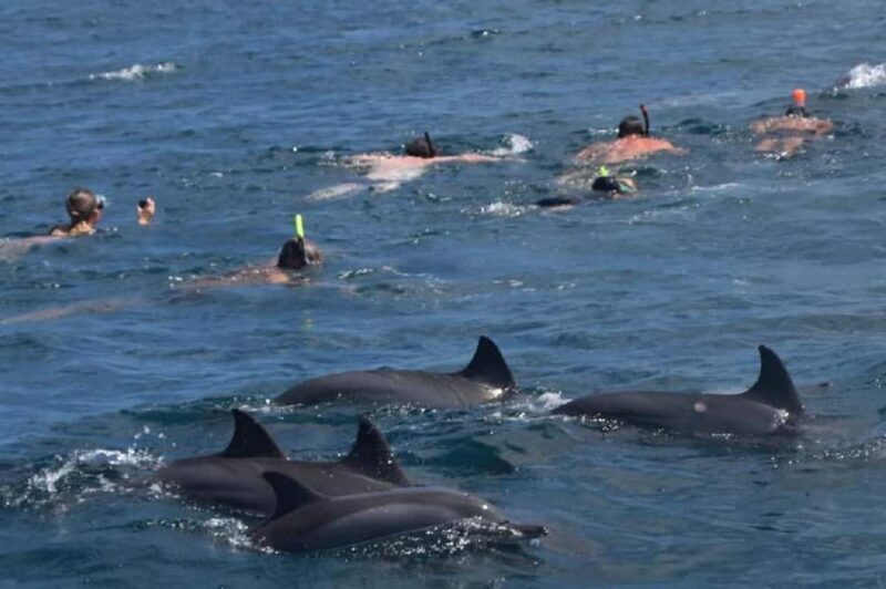 Black River: Swim with Dolphin Speed Boat Tour with lunch - An Authentic Marine Adventure