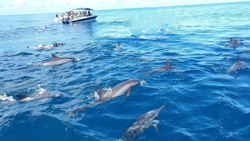 Black River: Swim with Dolphin Speed Boat Tour with lunch - What Travelers Say
