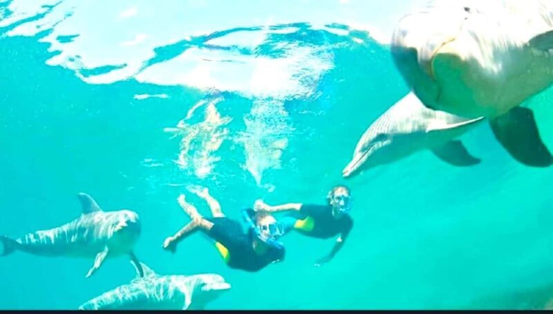 Black River: Swim with Dolphin Speed Boat Tour with lunch - Final Thoughts