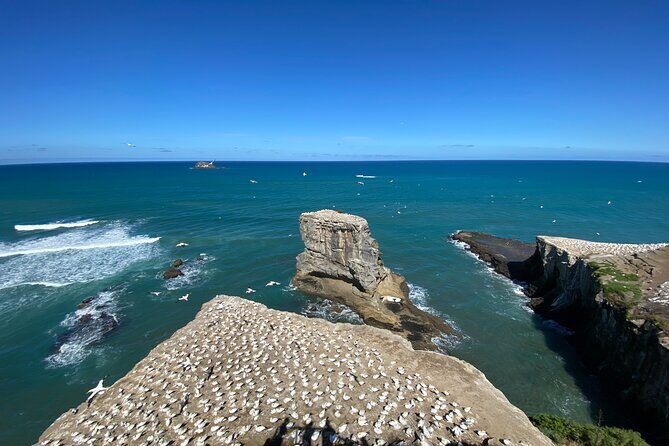 Black Sand Beaches & Birds Auckland Sightseeing Tour - A Closer Look at the Itinerary