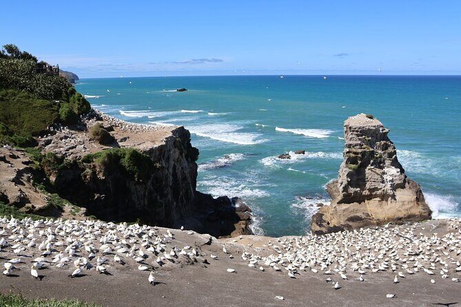 Black Sand Beaches & Birds Auckland Sightseeing Tour - Who Should Consider This Tour?