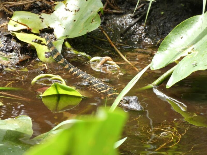 Blackwater Creek: Exclusive Nature Escape Kayak Adventure - Who Should Consider This Tour?