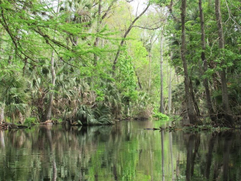 Blackwater Creek: Exclusive Nature Escape Kayak Adventure - The Sum Up: Is It Worth It?