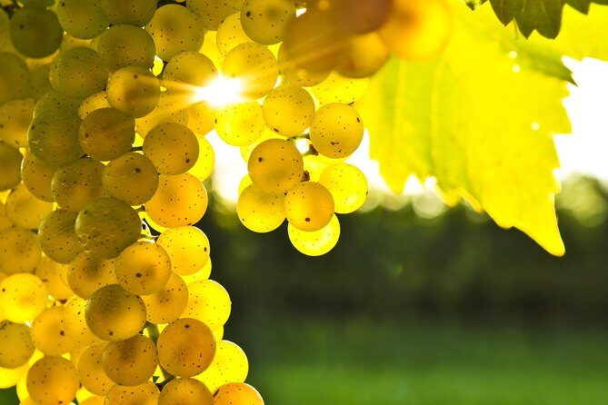 Blenheim Half day Wine Tour - Key Points