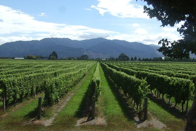 Blenheim Half day Wine Tour - An In-Depth Look at the Blenheim Half Day Wine Tour