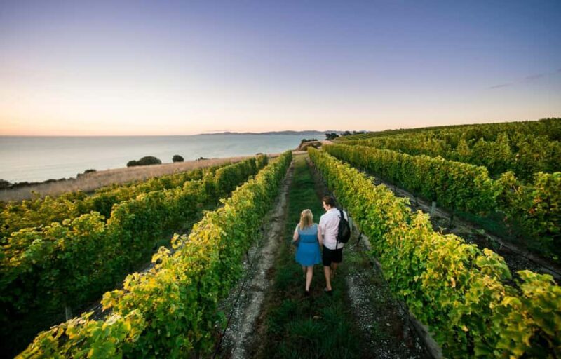Blenheim/Renwick: Marlborough Half-Day Wine Tour with Lunch - The Detailed Itinerary