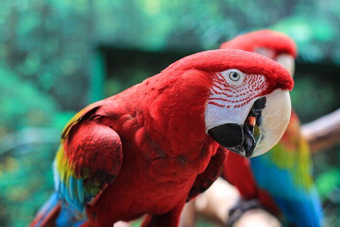Bloedel Conservatory Admission Ticket - The Reviews: A Closer Look
