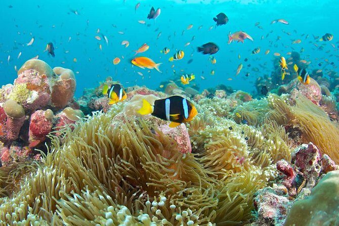 Bloo Lagoon Snorkeling East Bali Includes Transportation & Lunch - The Itinerary in Detail